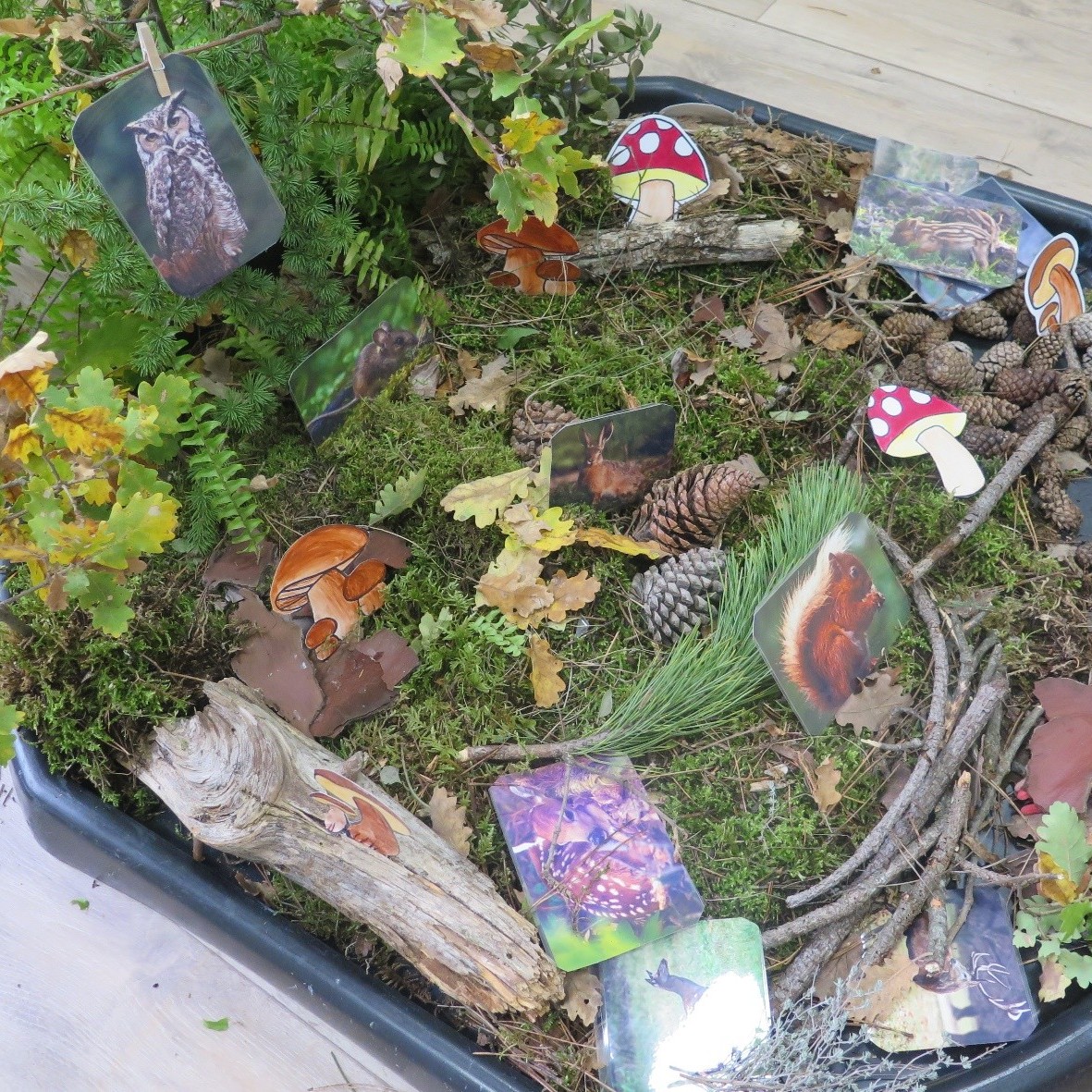 Exposition activité nature manosque